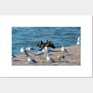 Double-crested Cormorant With A Flock Of Gulls Posters and Art